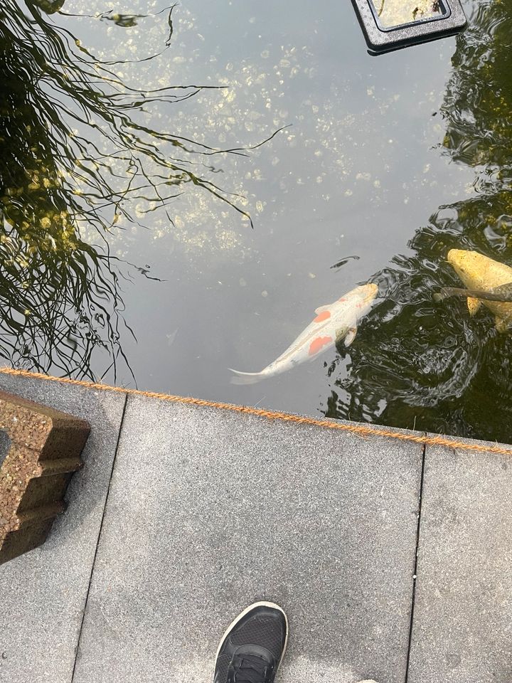 Koi  Teich Fisch in Oberhausen