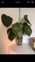 Monstera Deliciosa Stuttgart - Plieningen Vorschau