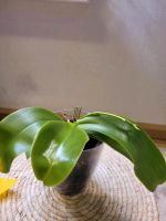 Ein Phalaenopsis Violacea Krull Smith ×Germain Vincent Nordrhein-Westfalen - Bergneustadt Vorschau