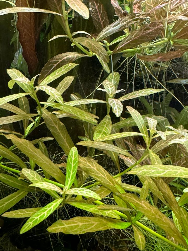 Aquarium Hygrophila polysperma 'Rosanervig' Sunset-Wasserfreund in Pliezhausen