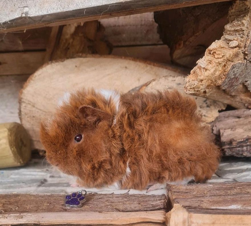 Alpaka Meerschweinchen in Göggingen