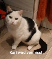 Kater Karl vermisst Thüringen - Unterweißbach Vorschau