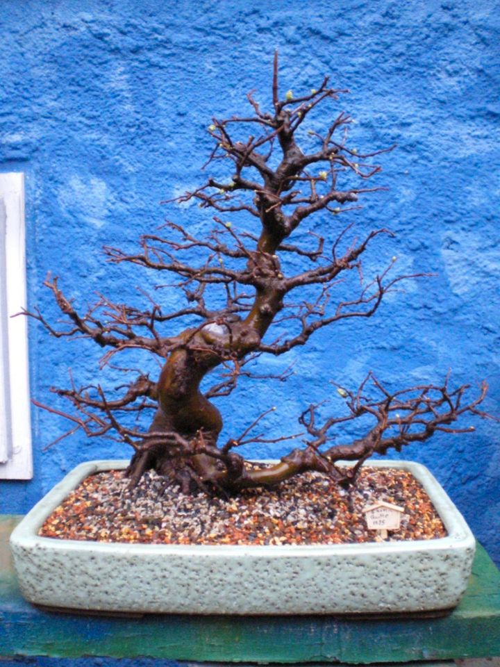 BONSAI-alte chinesische Scheinquitte pseudocydonia  37 Jahre alt in Baunach