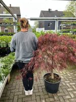 Roter Japanischer Schlitzahorn | Acer palmatum Essen - Frillendorf Vorschau