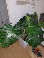 Grosse Monstera Friedrichshain-Kreuzberg - Friedrichshain Vorschau