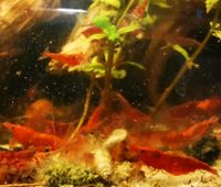 rote Garnelen, Fische, Aquarium Brandenburg - Neuzelle Vorschau