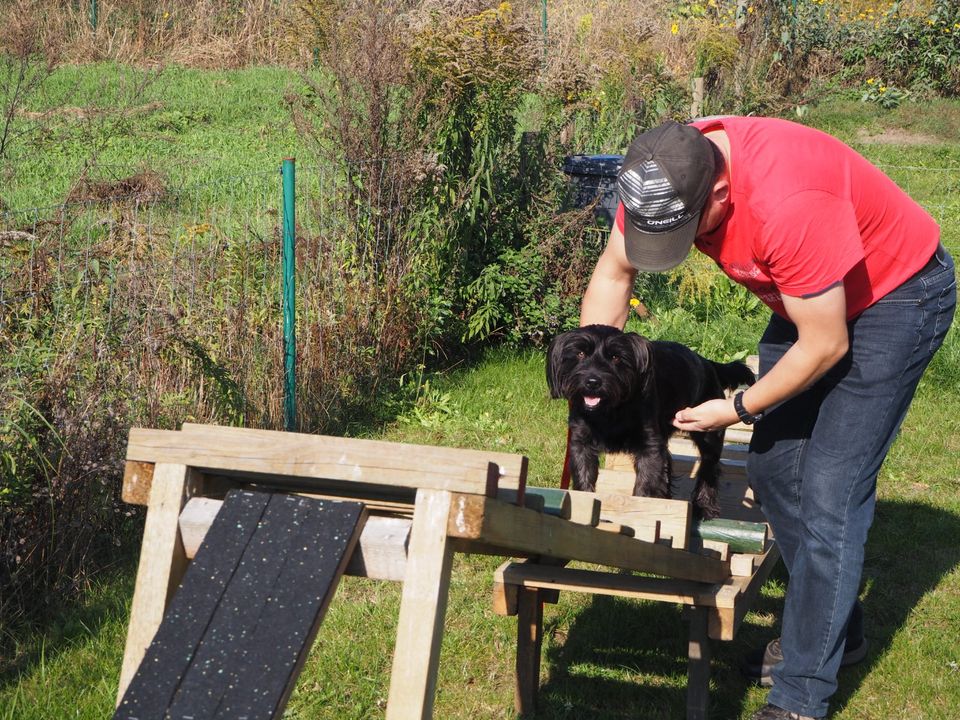 Hundeschule , Hundetraining in Oranienburg , Oberhavel , Berlin in Oranienburg