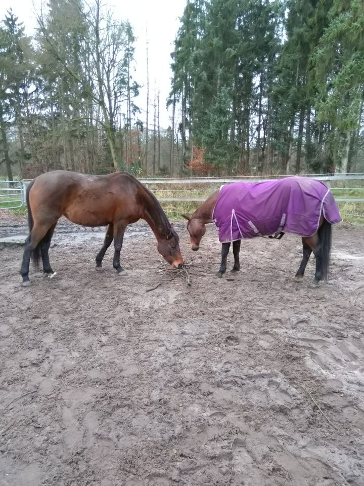 Offenstall Plätze frei in Bomlitz