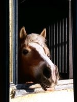 Reitbeteiligung für Haflinger gesucht / Pferd sucht Reiter*in Bayern - Ingolstadt Vorschau