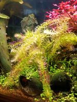 ☘️Wasserpest, Wasserpflanze, Aquariumpflanze / 3€*☘️ Rheinland-Pfalz - Minfeld Vorschau