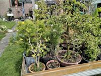 Bonsai Sammlung abzugeben Niedersachsen - Bad Nenndorf Vorschau