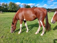 Gelderländer Stute, Dunkelfuchs, Pinto Schleswig-Holstein - Escheburg Vorschau