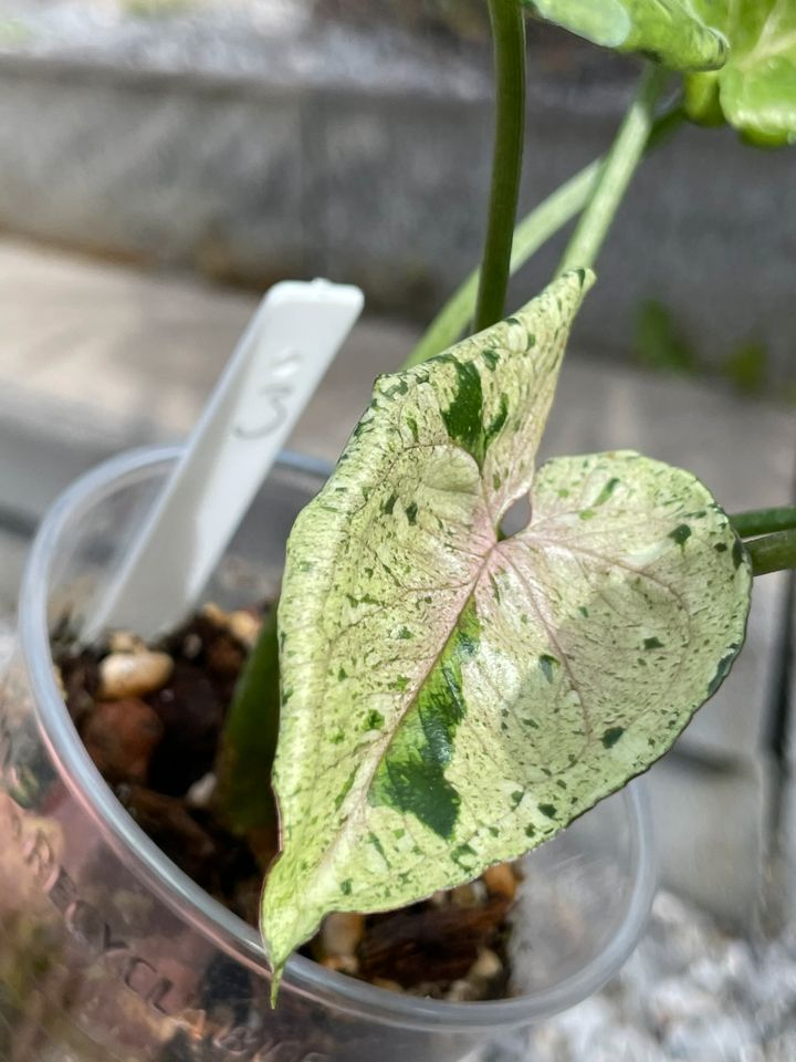 Syngonium Green Splash/Grey Ghost in Dinslaken