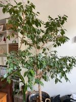 Ficus Benjamini Münster (Westfalen) - Centrum Vorschau