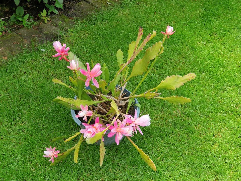 AKTUELLES BILD, Großen Gliederkaktus mit rosa Blütenknospen in Mettmann