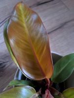 Philodendron Prince of Orange, etablierte Jungpflanze Schleswig-Holstein - Selent Vorschau