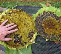 20 Samen Sonnenblume Mongolische Riesensonnenblume München - Au-Haidhausen Vorschau