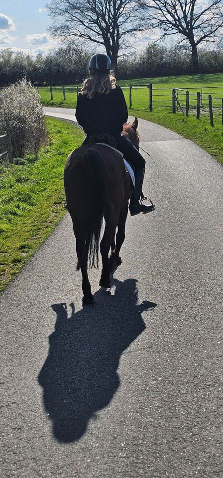 Coole Ponystute, Familienpferd, Teenie-Pony in Reinfeld