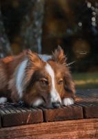 Angsthund / sheltie mix rüde Schleswig-Holstein - Norderstedt Vorschau