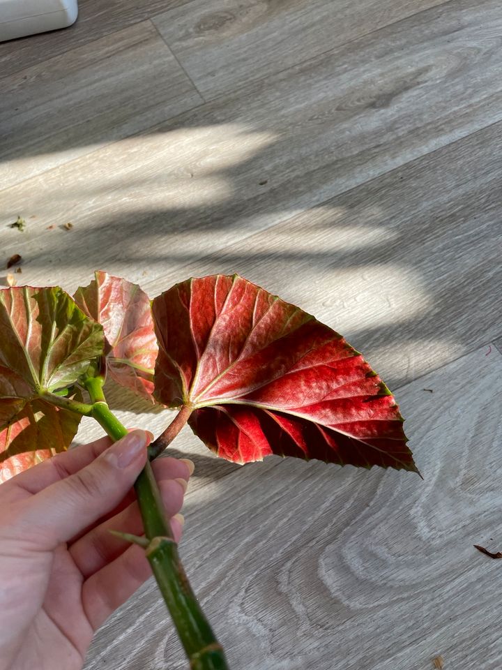 Korallenbegonie, Begonia Corallina, Steckling mit Blatt in Berlin