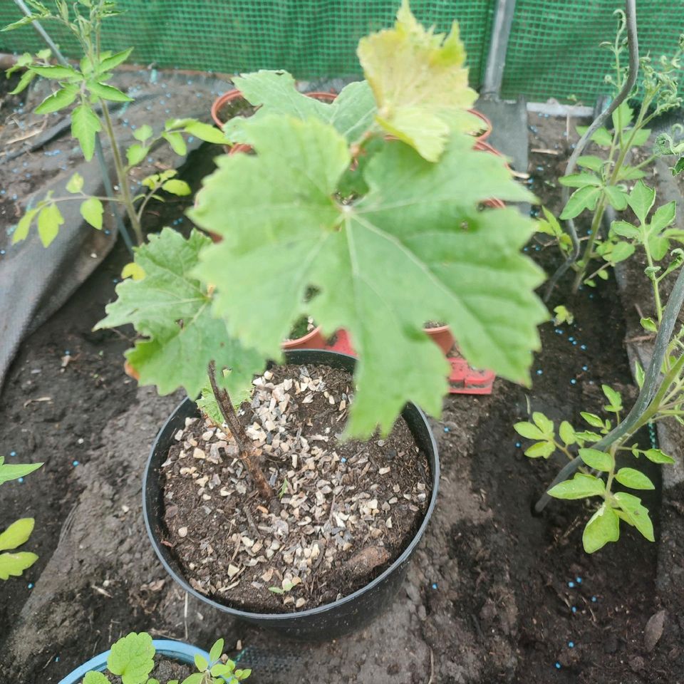 Bio Weintraube  Weinrebe pflanze Trauben Stamm aus dem Garten in Recklinghausen