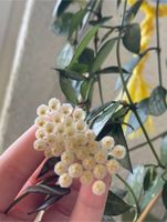 Hoya lacunosa krohiana Steckling Hessen - Darmstadt Vorschau