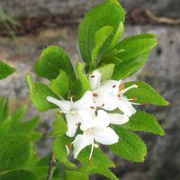 30 Samen  Rhododendron tschonoskii Japanische Azalee Baden-Württemberg - Singen Vorschau