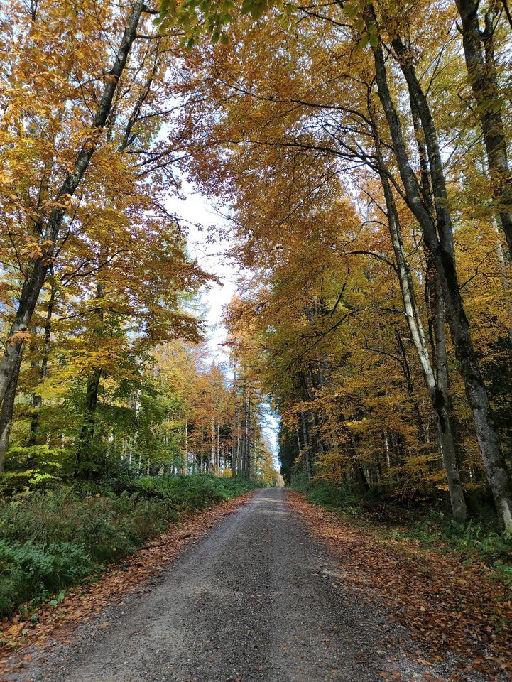 Pflegebeteiligung, Spaziergänge mit Pferden in Ronsberg