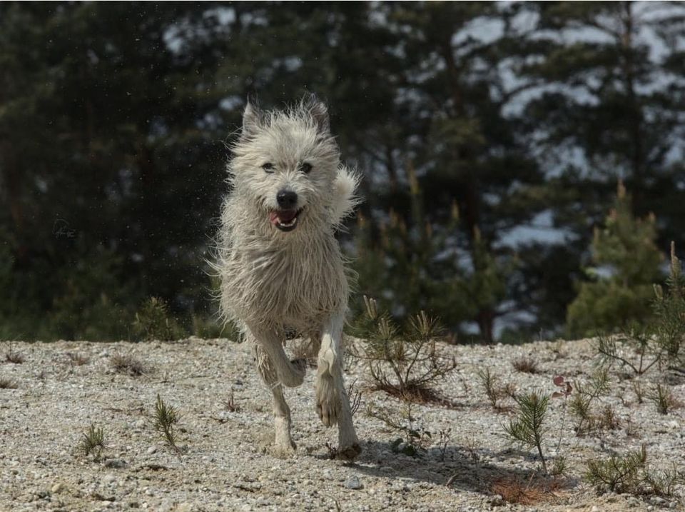 Hübscher Rüde Barney sucht Zuhause in Hoyerswerda