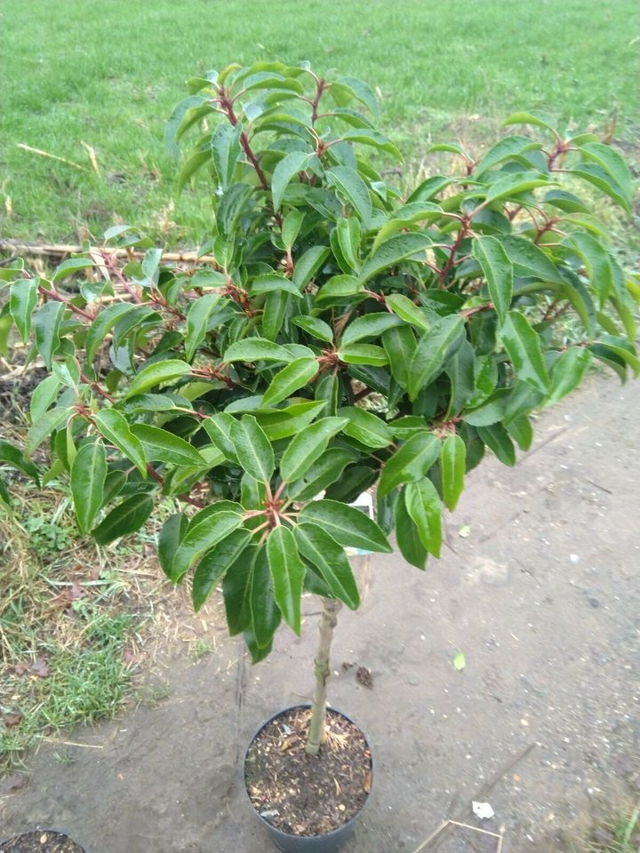 Portugiesischer kirschlorbeer Hochstamm / Prunus lusitanica in Bocholt