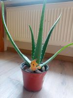 Original Aloe Vera Barbadensis Pflanze, Jahrgang 2021 Rheinland-Pfalz - Rheinböllen Vorschau