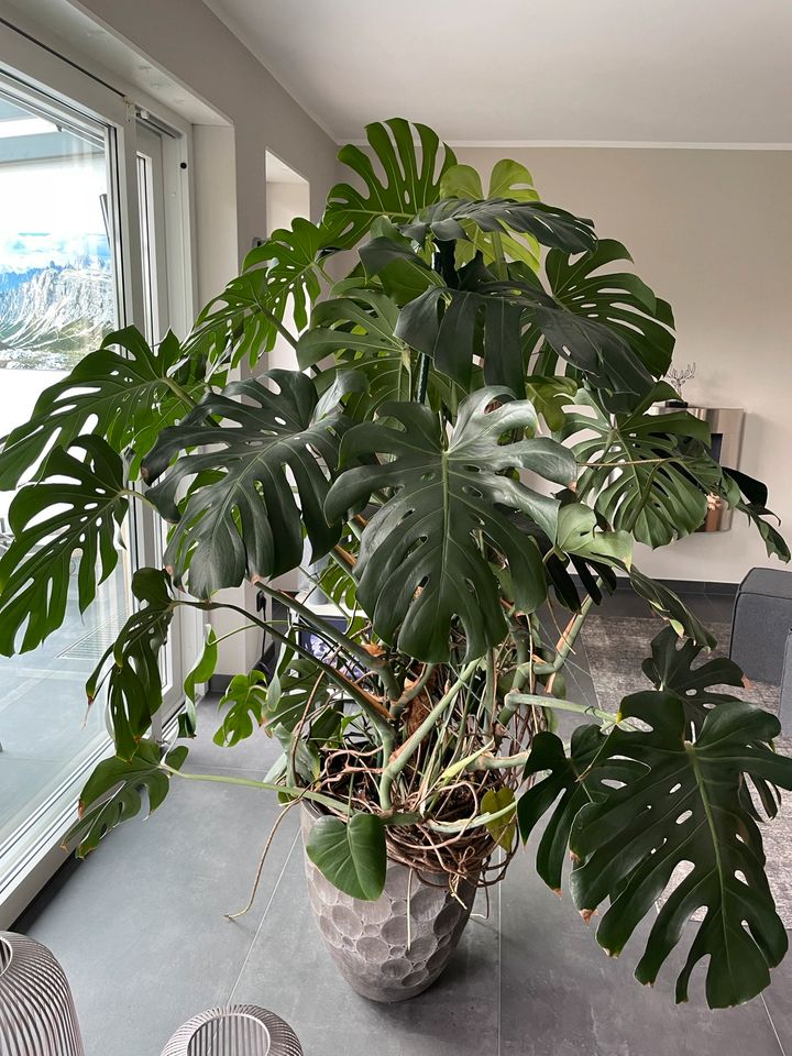 Monstera Fensterblatt 1,95 m hoch in Schwerte