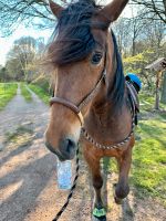 Reitbeteiligung Pferd sucht Mensch Nordrhein-Westfalen - Euskirchen Vorschau