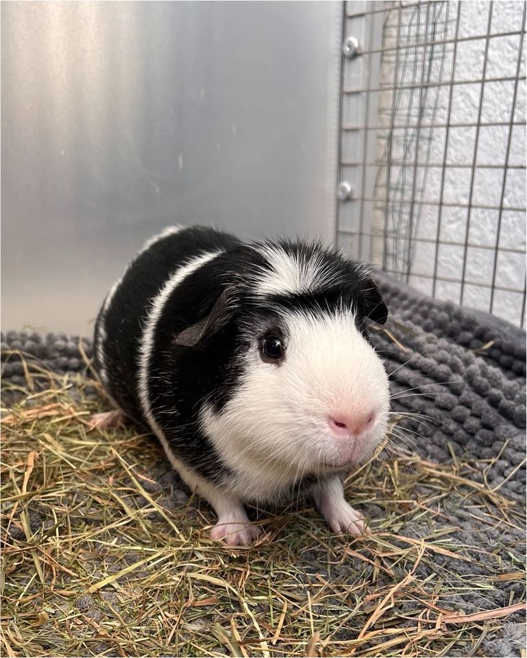 Meerschweinchen Böckchen abzugeben in Sinn