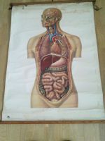 Anatomie Plakat Torso innere Organe Antik Niedersachsen - Oldenburg Vorschau