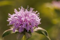 50 Samen Rosenduft-Monarde,Rosenmelisse,Frostharte Staude,Bienen Saarland - Großrosseln Vorschau