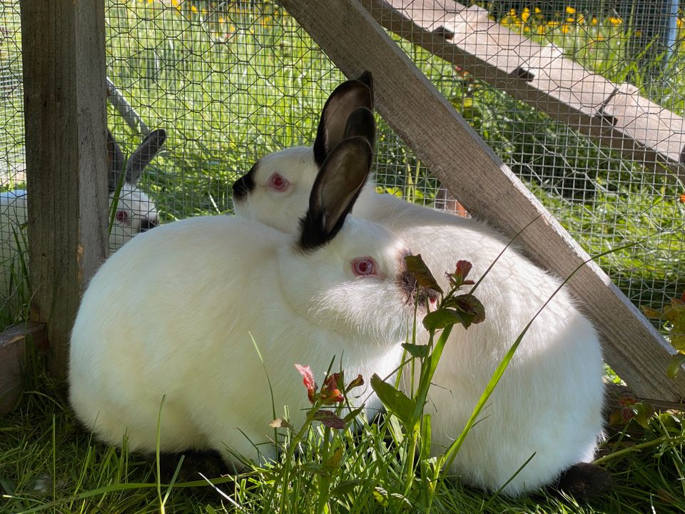 Californier Kaninchen in Creglingen