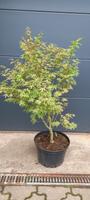 Jap. Fächerahorn - Acer palmatum 'Ao kansashi' Saarland - Saarwellingen Vorschau