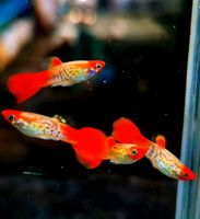 ⭐ Koi Cobra Guppy - Hochzucht Guppys aus Liebevoller Zucht Baden-Württemberg - Bretzfeld Vorschau