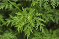 Samen Artemisia annua Ur Sorte, kein Hybrid einjähriger Beifuß Niedersachsen - Pattensen Vorschau