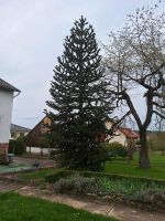 Araucaria(Affenbaum) Hessen - Naumburg  Vorschau