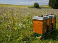 Imker sucht Bienenstand/ Bienenhaus Bayern - Berchtesgaden Vorschau