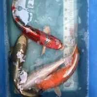 Koi: Platinum, Kujaku, Hariwake, Mukashi, 40-45 cm Nordrhein-Westfalen - Wachtendonk Vorschau