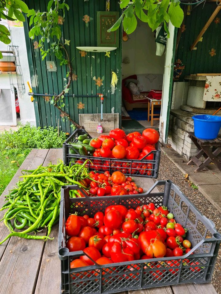 Tomatenpflanzen kiste 10 € in Berlin