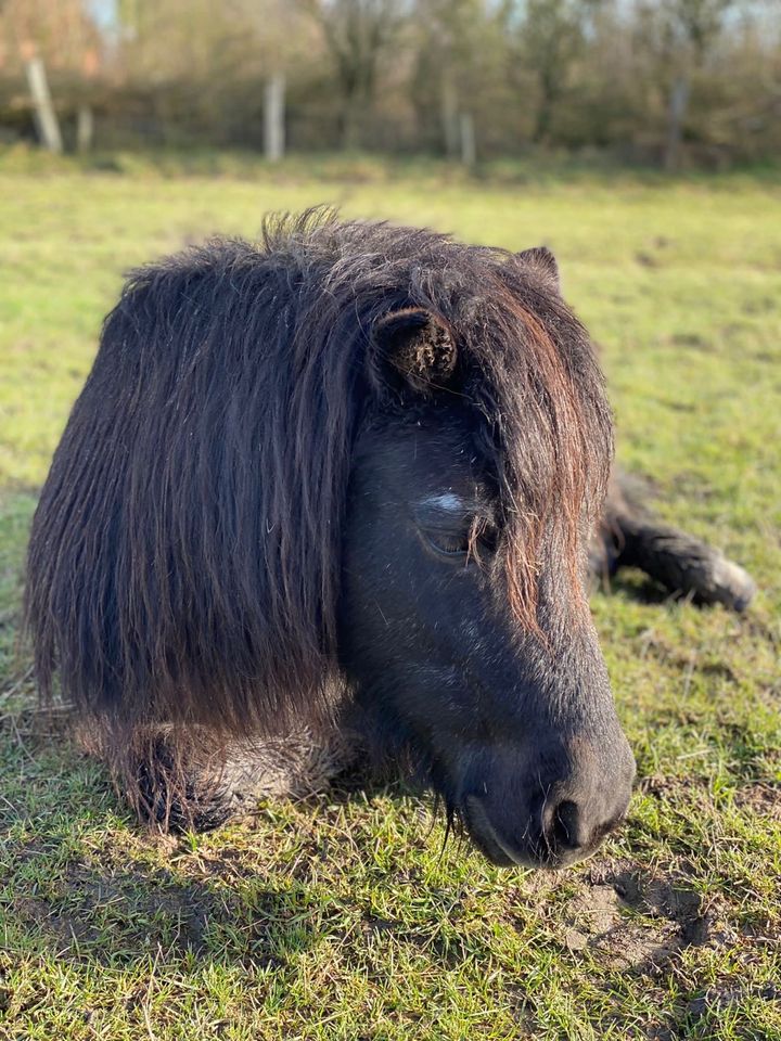 Reitbeteiligung Pflegebeteiligung Shetty Pony in Drage