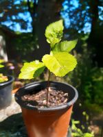 Kleine Sauerkirsche aus dem eigenen Garten Wandsbek - Hamburg Bergstedt Vorschau