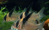 Panzerwelse Corydoras brevirostris CW27 Super Highfin Nordrhein-Westfalen - Neuenrade Vorschau