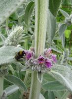 Wollziest stachys byzantina Staude winterhart Bienen Ziest Hessen - Liebenau Vorschau