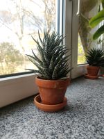 Sukkulente Zimmerpflanze Haworthia Nordrhein-Westfalen - Herten Vorschau