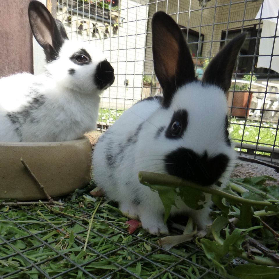 Junge reinrassige Kaninchen, Englische Schecken in Heinsberg